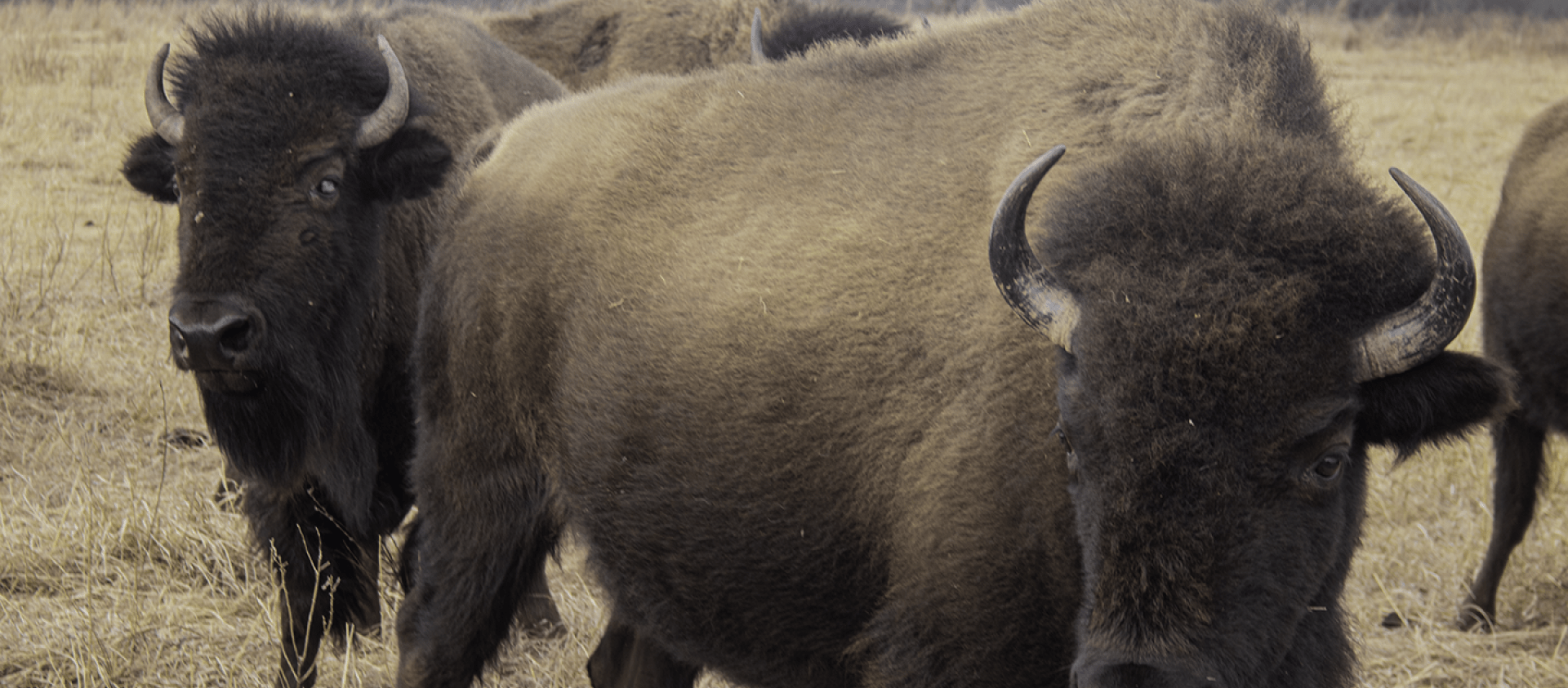Bison graze on the Osage Nation's 43,000-acre Ranch. 