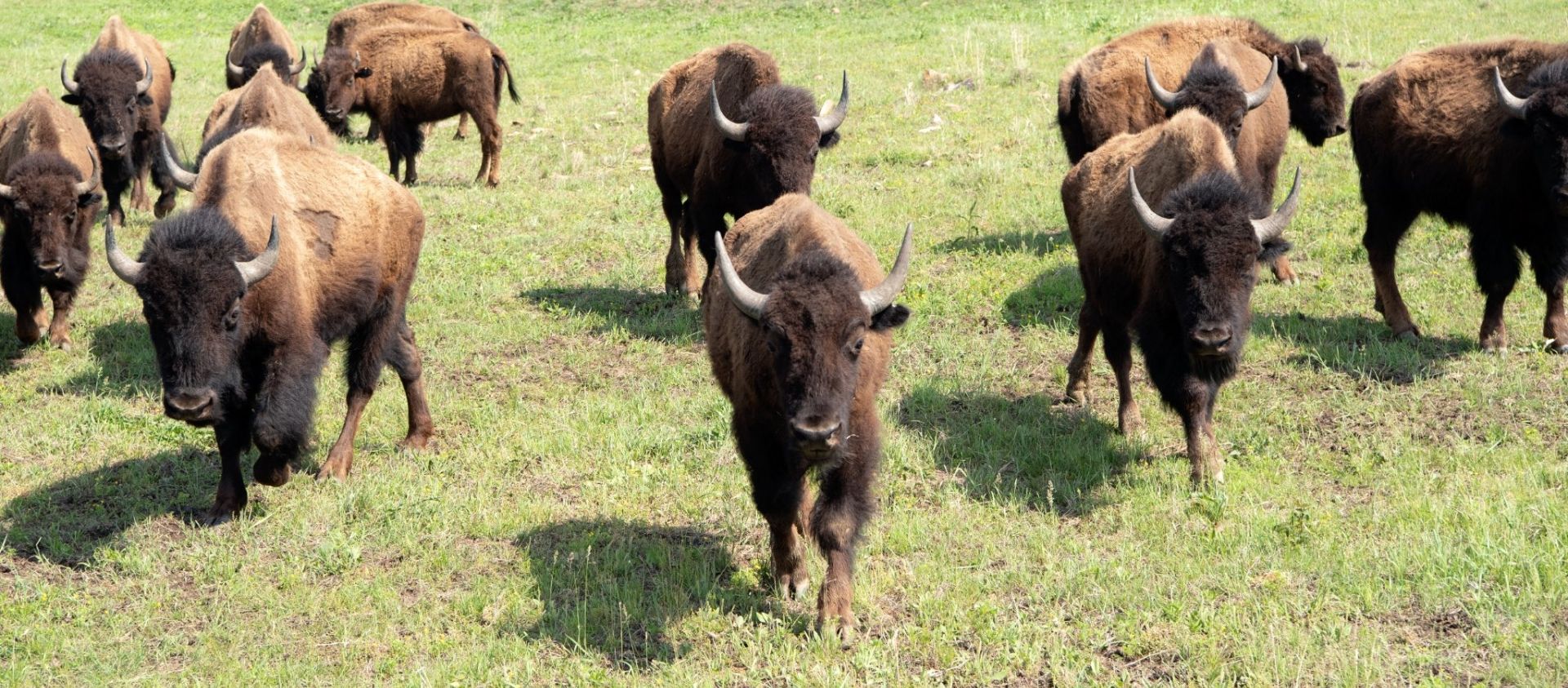 Bison grazing on the Osage Nation 43,000-acre Ranch (Credit: Julie Larsen Maher © Bronx Zoo/WCS) 