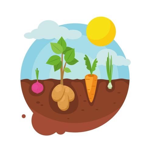 Vegetable Garden Illustration Vegetable Garden Illustration
