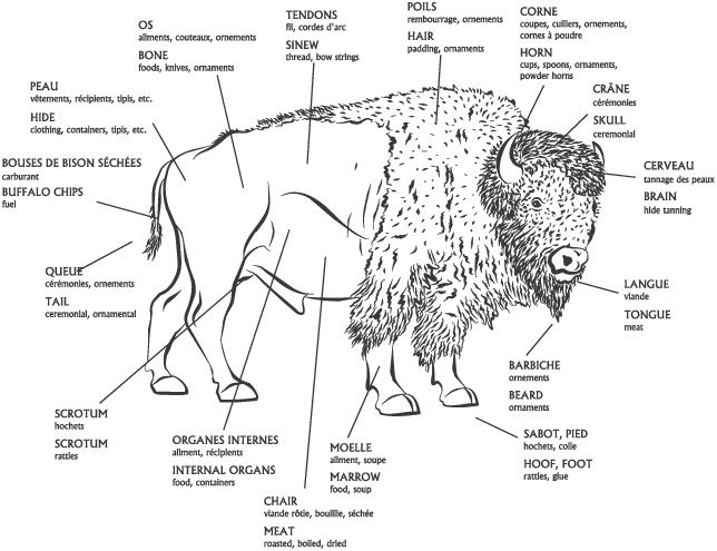 Parts of a Bison Parts of a Bison