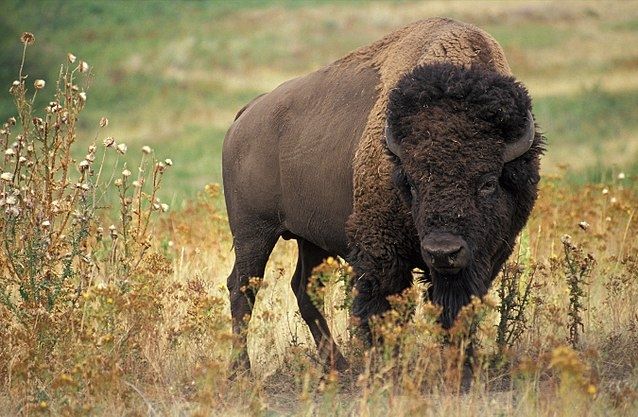 American Bison on Prairie American Bison on Prairie