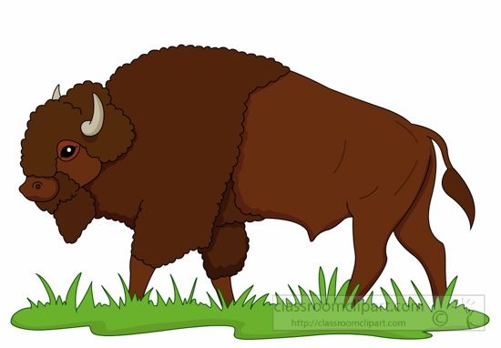 American Bison American Bison